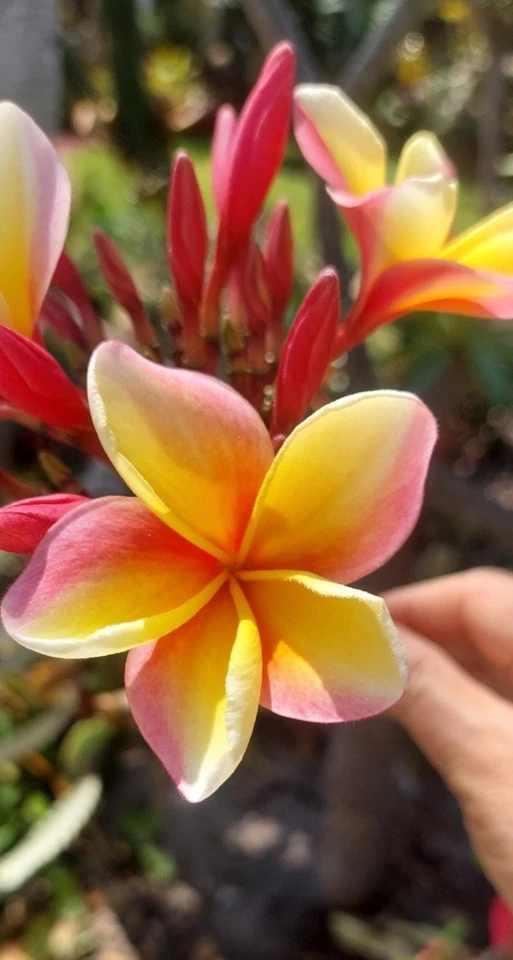 Hawaiian Rainbow Plumeria Cutting – 12 Inch Live Frangipani Propagation for Tropical Garden, Multicolor Flowers, Plumeria spp.