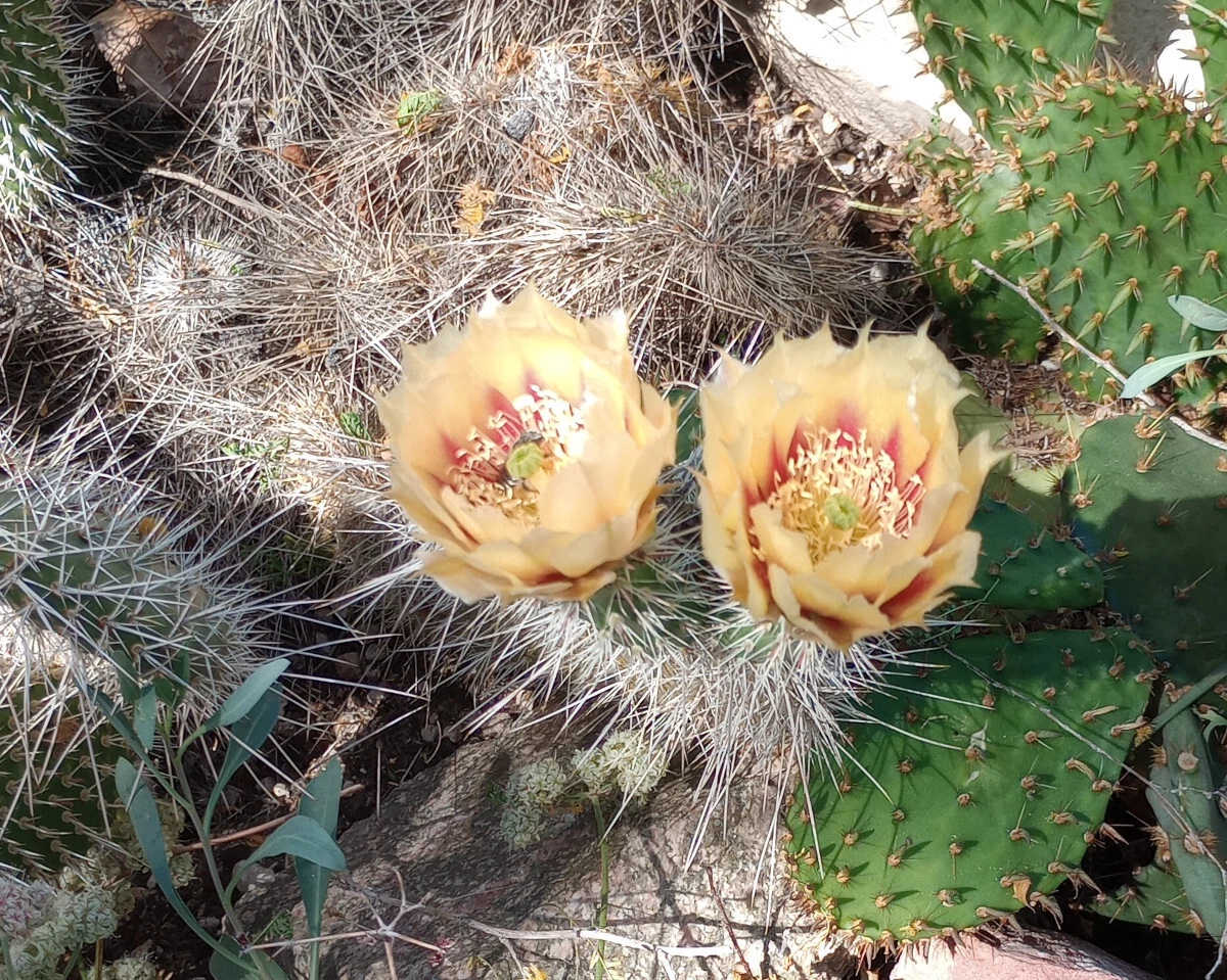 Opuntia erinacea Prickly Pear Cactus Pad, Cold Hardy, Yellow Orange Flowers, Drought Tolerant, Rock Garden, Xeriscape, Cactus Collection