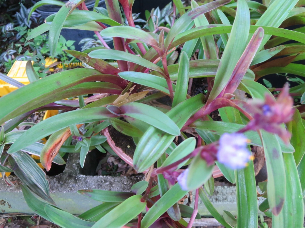 Tradescantia Setcreasea Purple Heart Cuttings Set of 3 Live Trailing Houseplants Propagation
