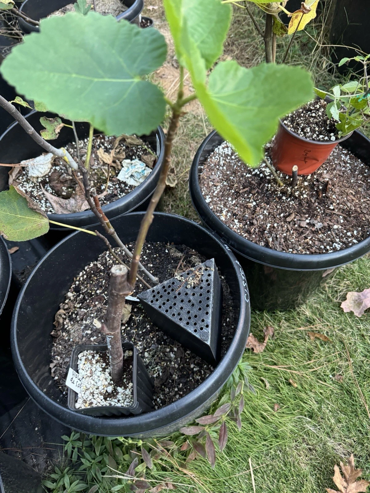 Unrooted Chicago Hardy Fig Cuttings – 10 Ficus carica Scions for Propagation, Cold Tolerant Outdoor Fruit Tree