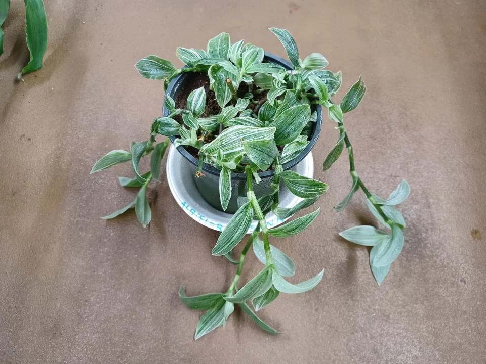 Tradescantia Albovittata Sanna Plant Cuttings - Variegated Trailing Houseplant, Unrooted, Indoor, Hanging Basket, Easy Propagation