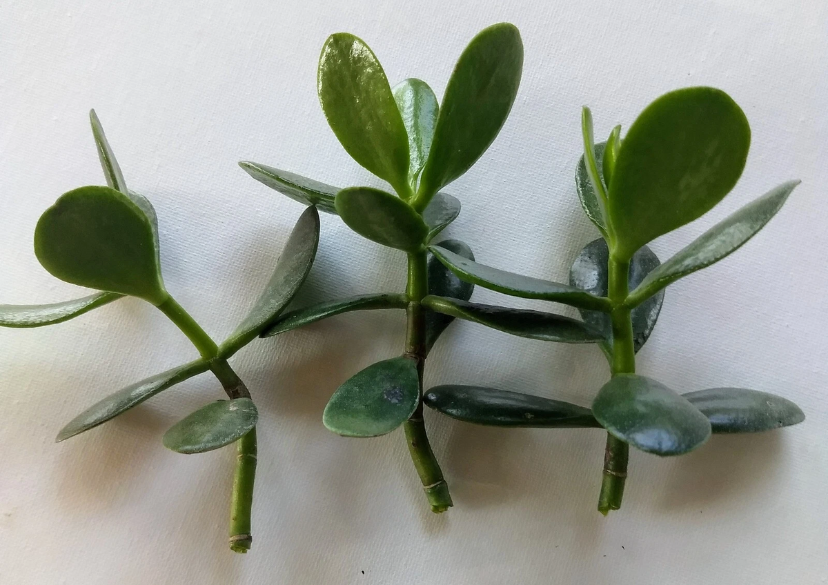 Unrooted Jade Plant Cuttings, Crassula ovata Succulent Propagation Set of 3 for Indoor & Outdoor Growth