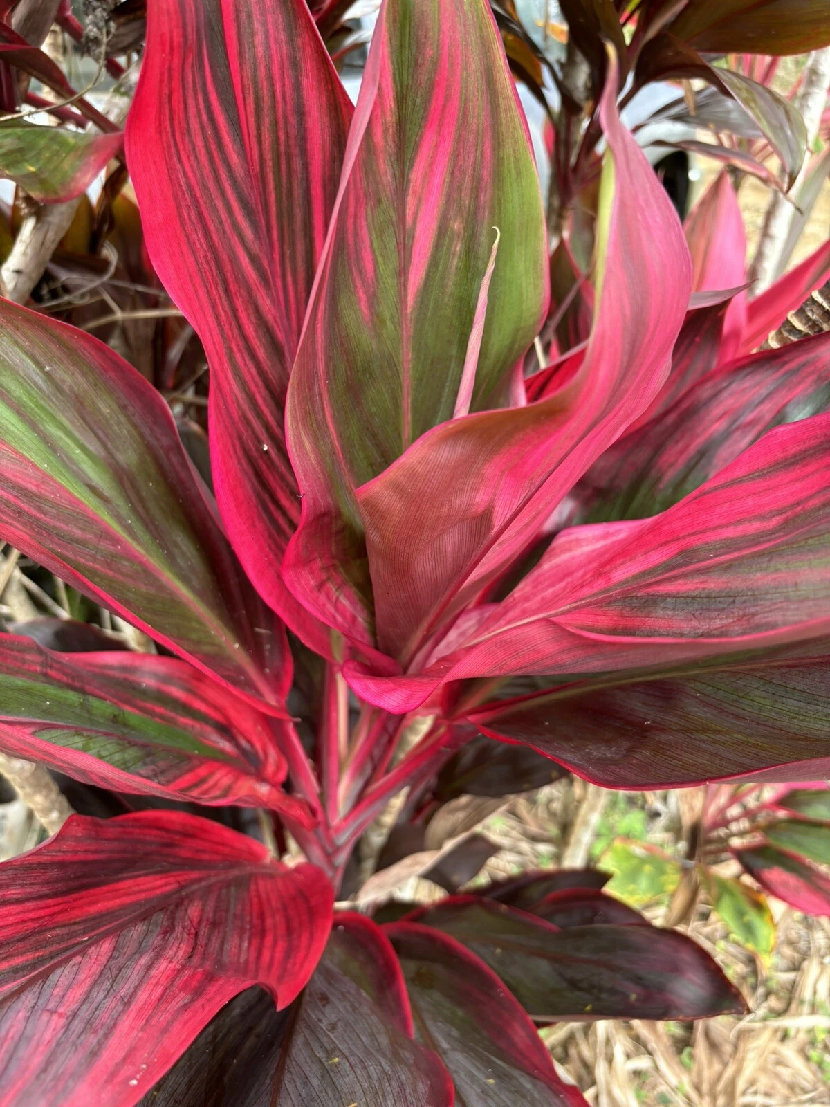 Hawaiian Ti Plant Cuttings – 25 Unrooted Cordyline fruticosa Propagation Material in Green Pink Red Foliage