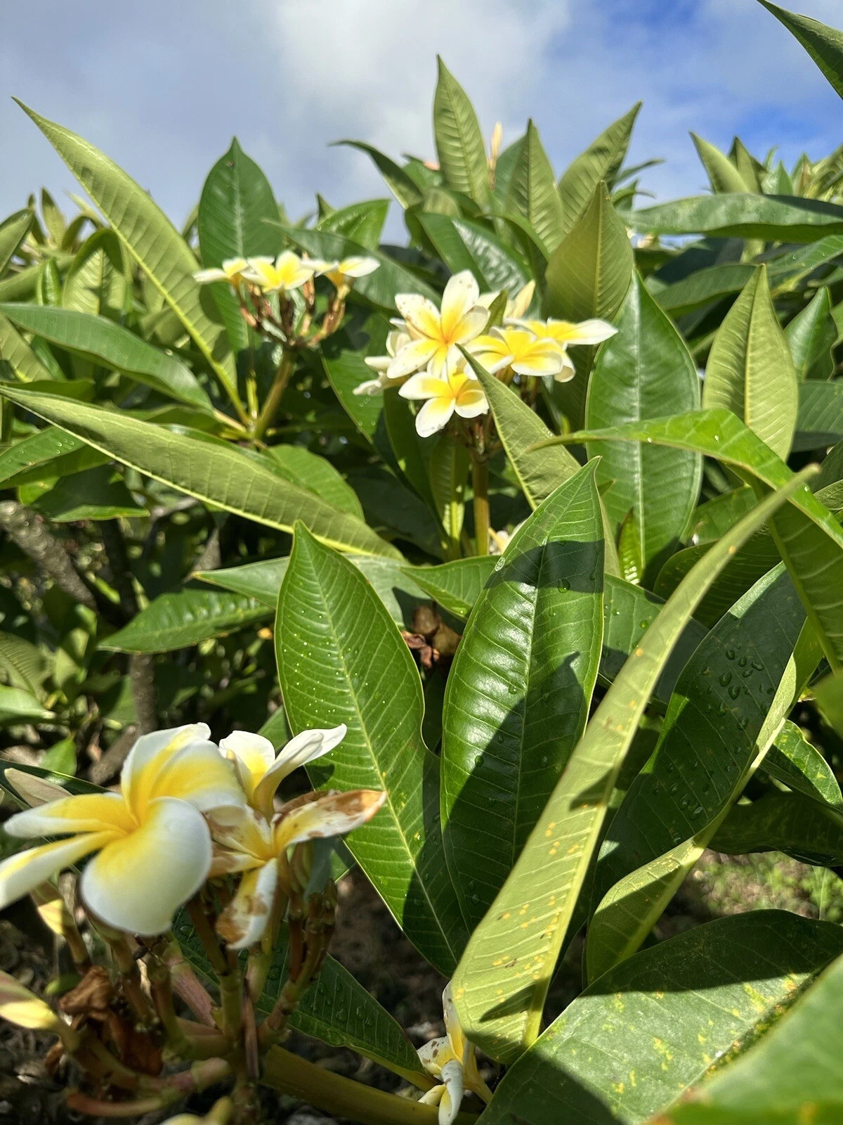 Yellow Plumeria Cuttings 2 Pack, Unrooted 10 Inch Frangipani Live Plant for Propagation, Tropical Flowering Plant