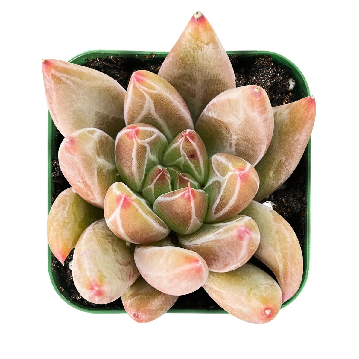 Echeveria Psyche Succulent Plant, 2-Inch Rooted Rosette, Indoor Houseplant, Perennial, Green to Blue-Green Foliage