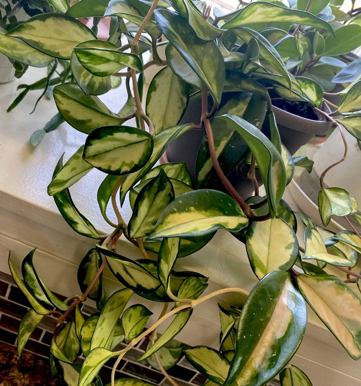 Hoya Krimson Princess Cuttings Live, 2 Unrooted Hoya Carnosa Cuttings 3 Inch Indoor Houseplant