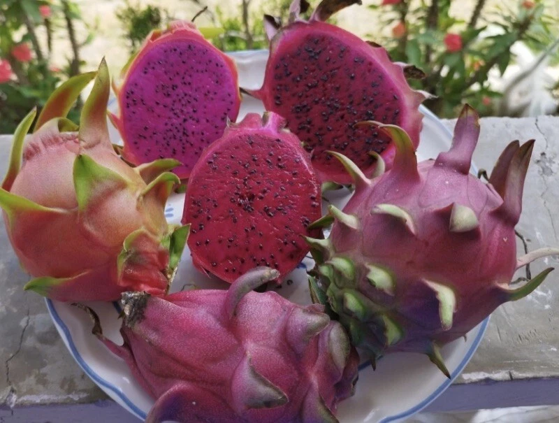Vietnamese Red Dragon Fruit Cutting 8-12 Inches for Rooting Hylocereus costaricensis Climbing Cactus Plant