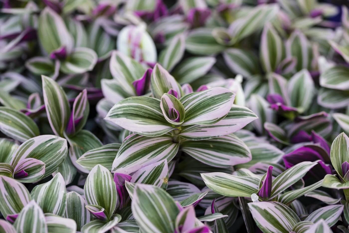 Tradescantia Nanouk Cuttings – 2 Pink Wandering Jew 6 Inch Indoor Houseplant Propagation Cuttings