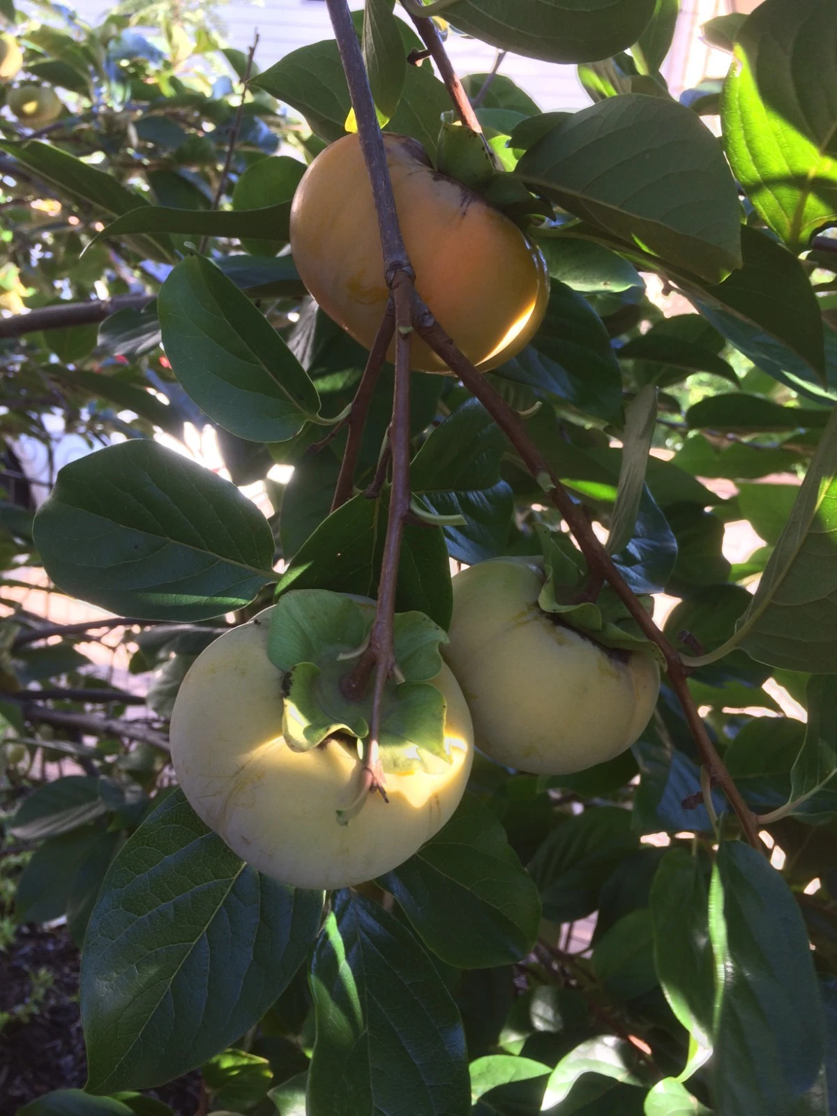 Fuyu Persimmon Tree Cuttings 6-8 Inch Scionwood for Grafting Diospyros kaki Fruit Tree Propagation