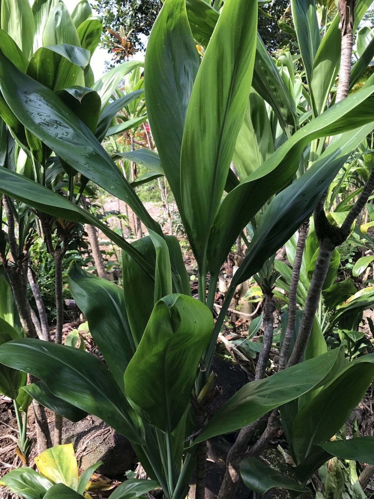 Hawaiian Green Ti Plant Cuttings 6 Inch | Cordyline fruticosa Starter Logs for Propagation Set of 50