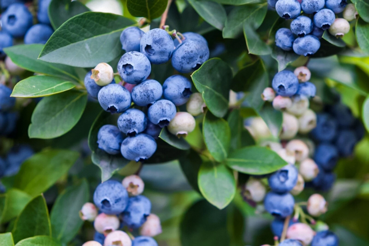 Blueberry Unrooted Cuttings – 5 Assorted Vaccinium Scions for Propagation, Fruit Bush Plant Material
