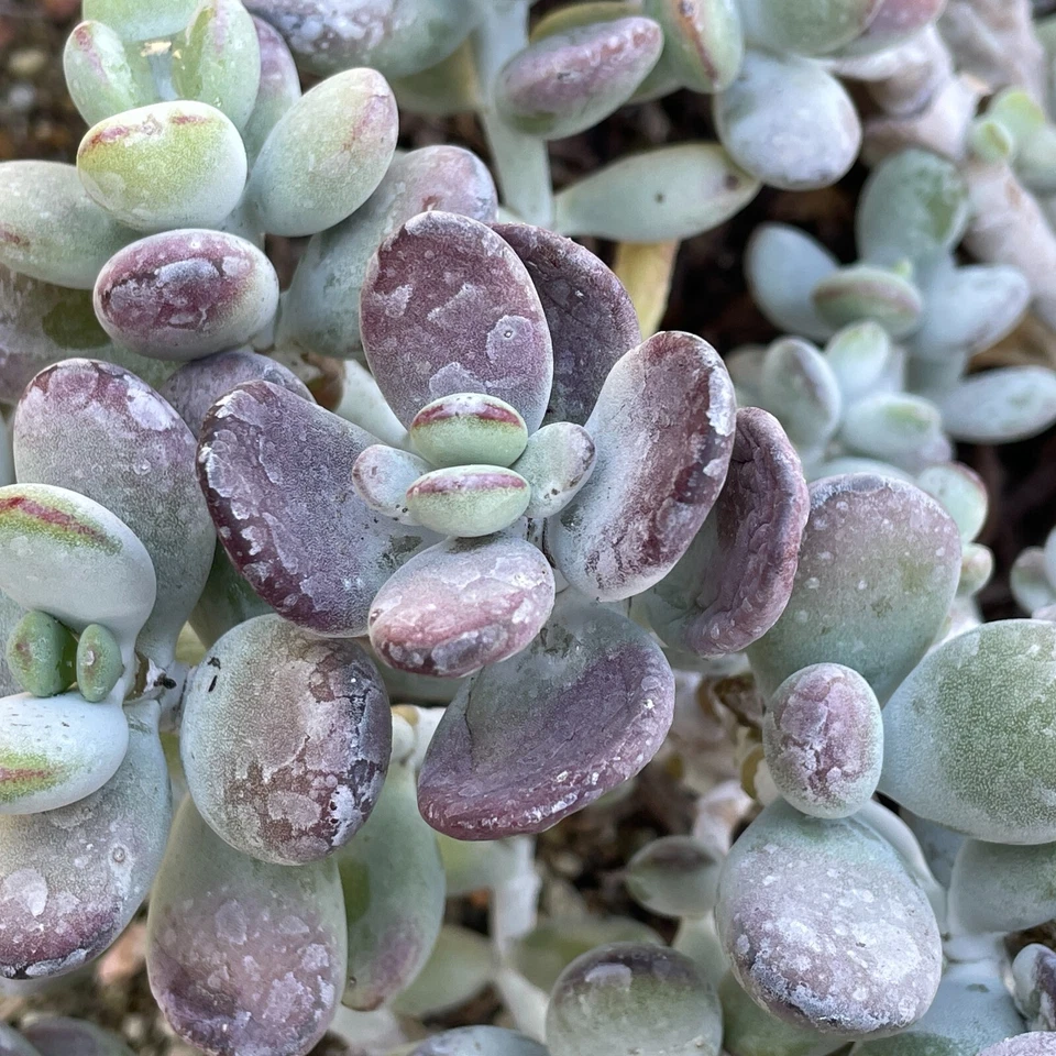 Succulent Cuttings - Cotyledon orbiculata 'Oophylla' Lady Fingers with Purple-tinged Leaves, 4 Inch Live Propagation Plants