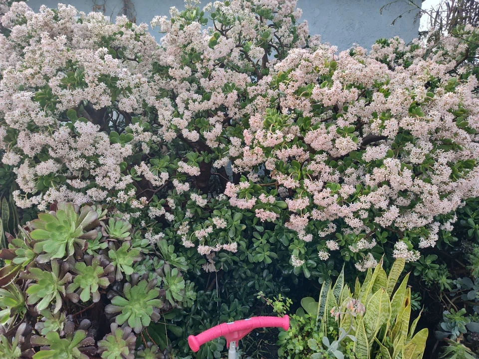 Crassula ovata Jade Plant Cuttings – 4-6 Inch Live Succulent Branches for Propagation, Unrooted, Houseplant, Indoor & Outdoor