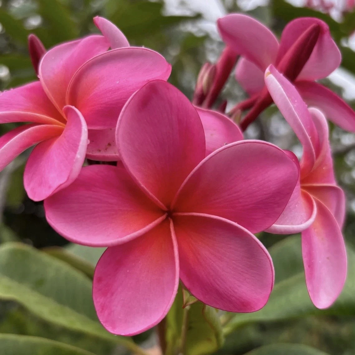 Royal Hawaiian Pink Plumeria Cuttings Set of 2, Unrooted Frangipani Propagation, Pink Flowers, Plumeria rubra