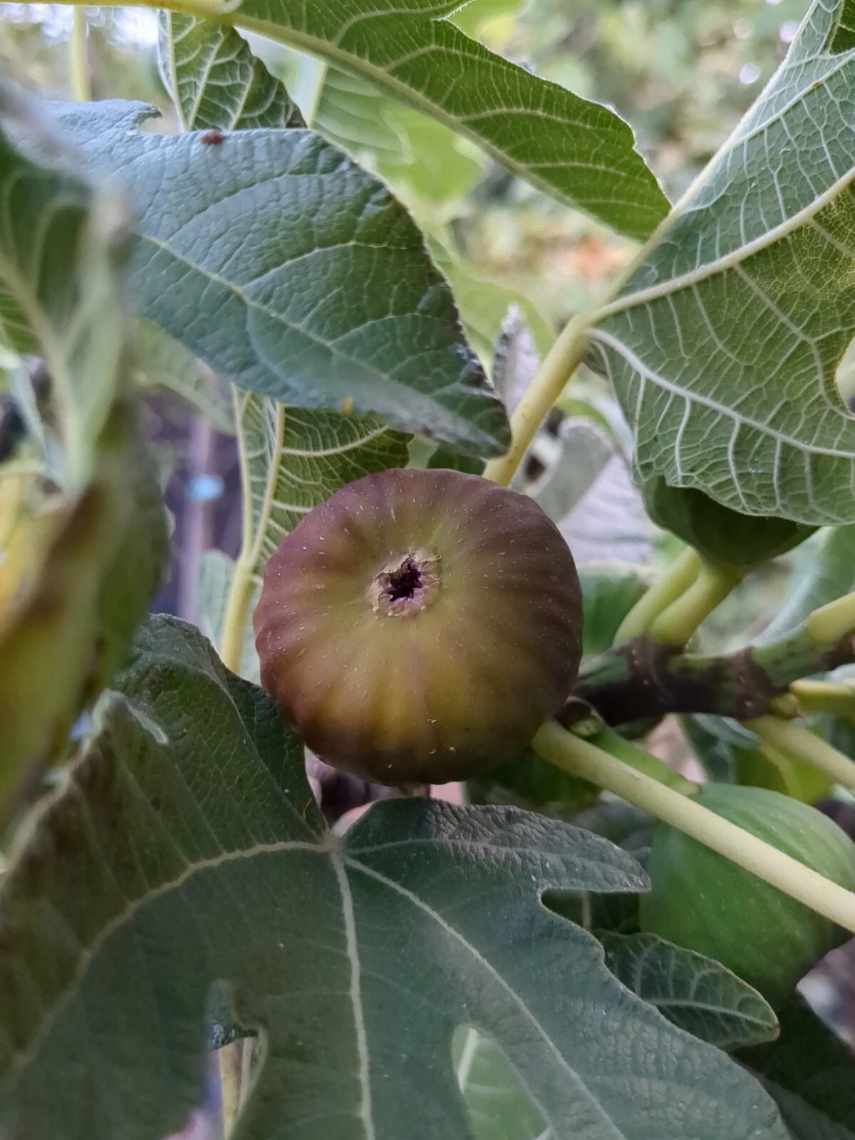 Olympian Fig Tree Cuttings – 10 Live Ficus Carica Grafting & Rooting Propagation, Deciduous Garden Plant