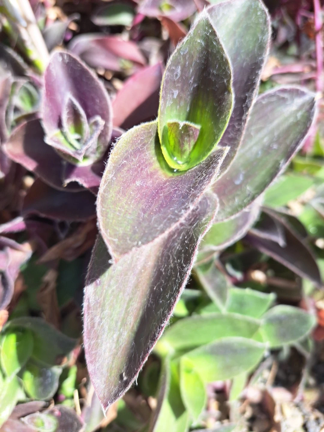 Purple Queen Tradescantia Pallida Succulent Cuttings Set of 10 – Fuzzy Purple Heart Plant for Propagation, Indoor & Outdoor Gardening
