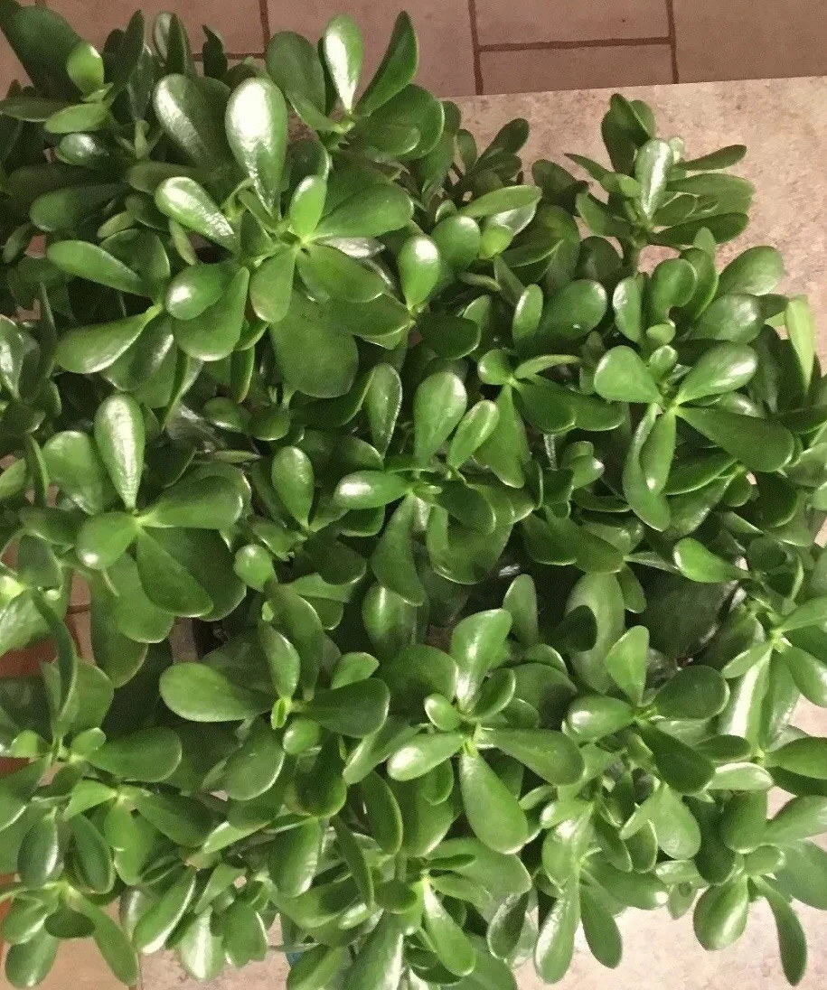 Jade Plant Cuttings 3–5 Inch Crassula ovata Succulent Unrooted Propagation Plant