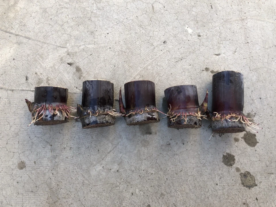 Rooted Dark Purple Sugarcane Cuttings Set of 5 | Saccharum officinarum Live Tropical Grass Plants