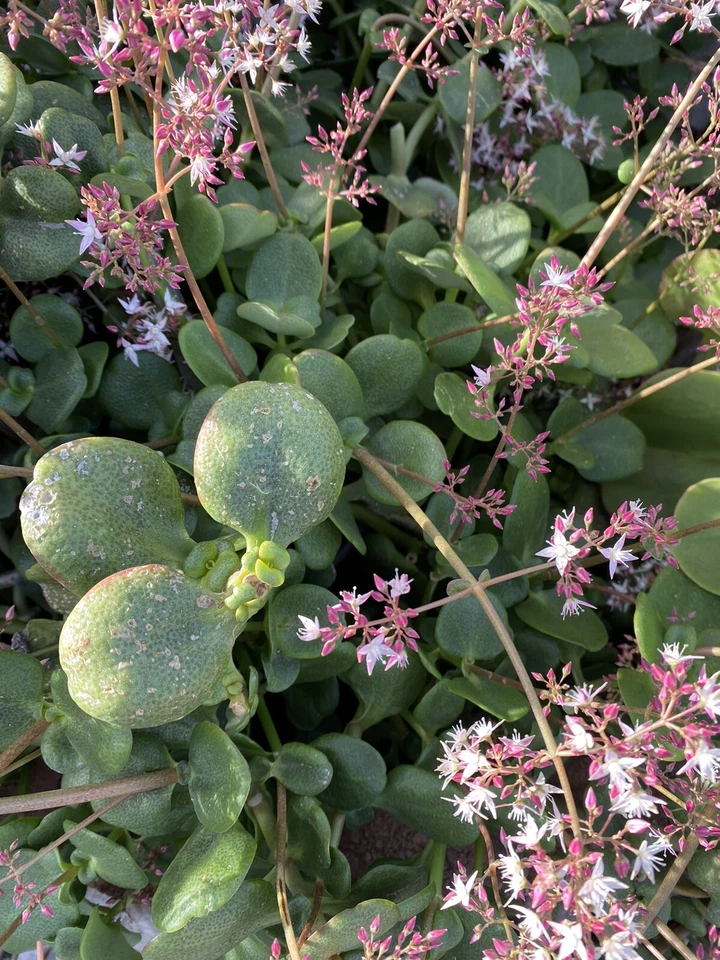 Fairy Crassula Unrooted Cuttings – 6 Crassula multicava Succulent Cuttings for Indoor or Outdoor Growing