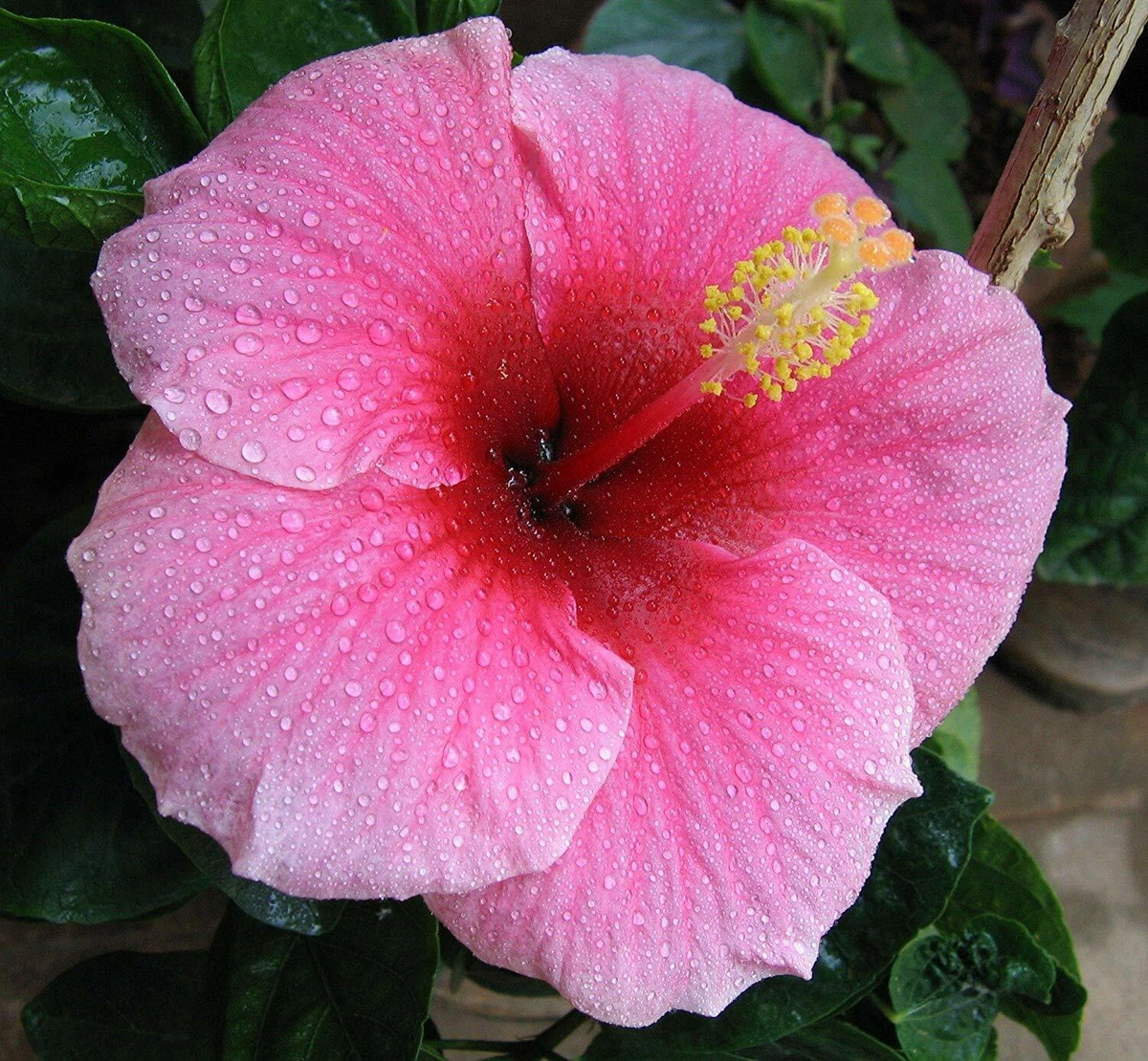 Hawaiian Pink Hibiscus Cutting – Tropical Flowering Plant, Hibiscus rosa-sinensis, 2–4 Inch Live Propagation Plant
