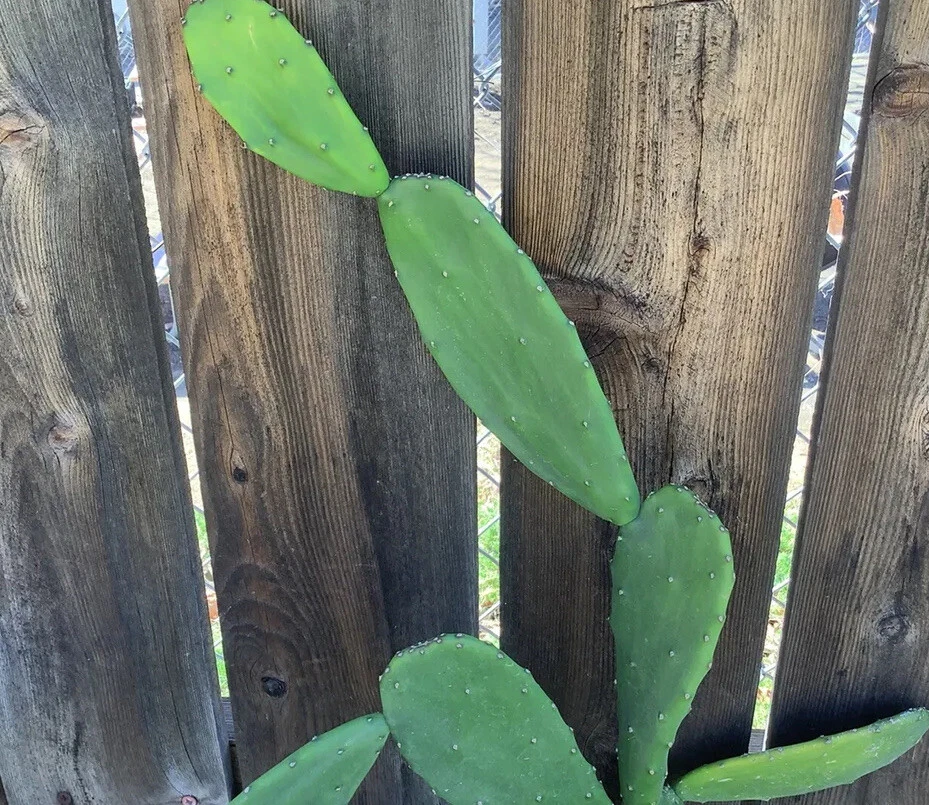 Prickly Pear Cactus Pads Live, 5 Unrooted Opuntia ficus-indica for Propagation, Ornamental & Fruit Cactus