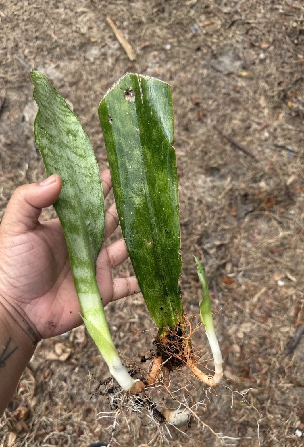 Rooted Snake Plant Cuttings – 3 Live Dracaena trifasciata Houseplant Clippings for Indoor Growing