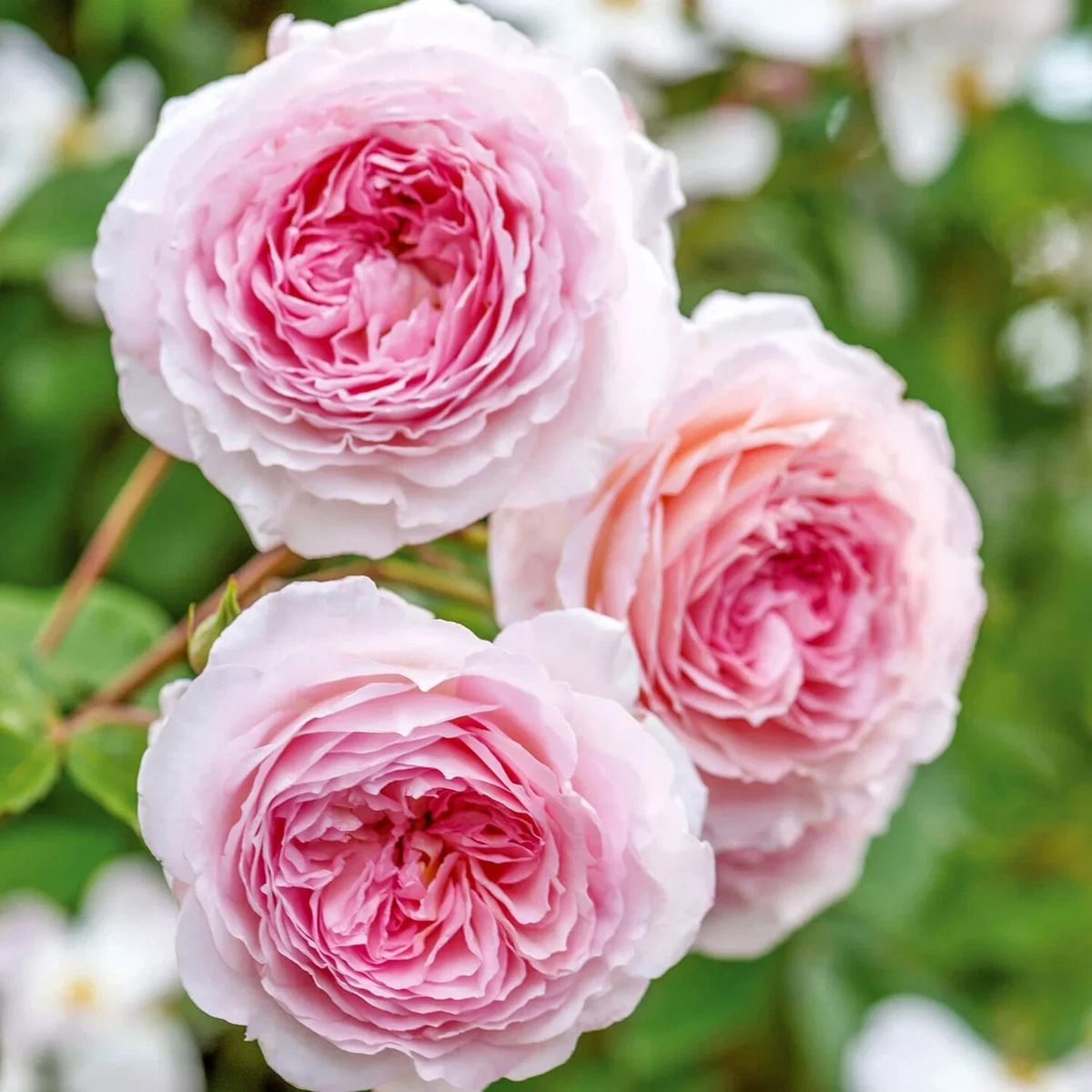James Galway English Climbing Rose Cuttings – 3 Unrooted 5–8 Inch Soft Pink Rosa ‘James Galway’ Propagation