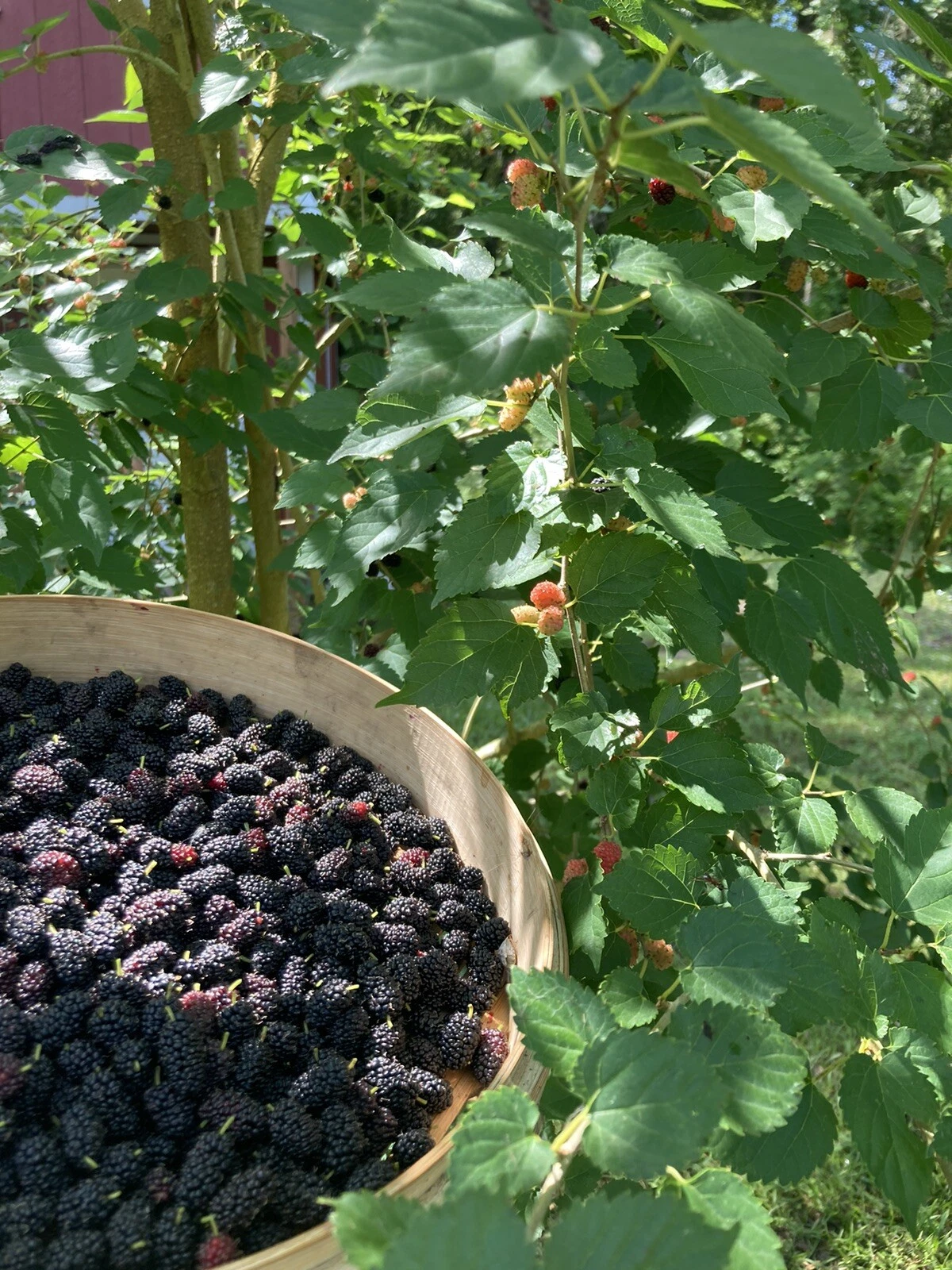 Black Mulberry Rooted Cuttings - Morus nigra, 6 Inch Bare Root Fruit Tree Starter Plants, Everbearing, Suitable for Garden or Orchard