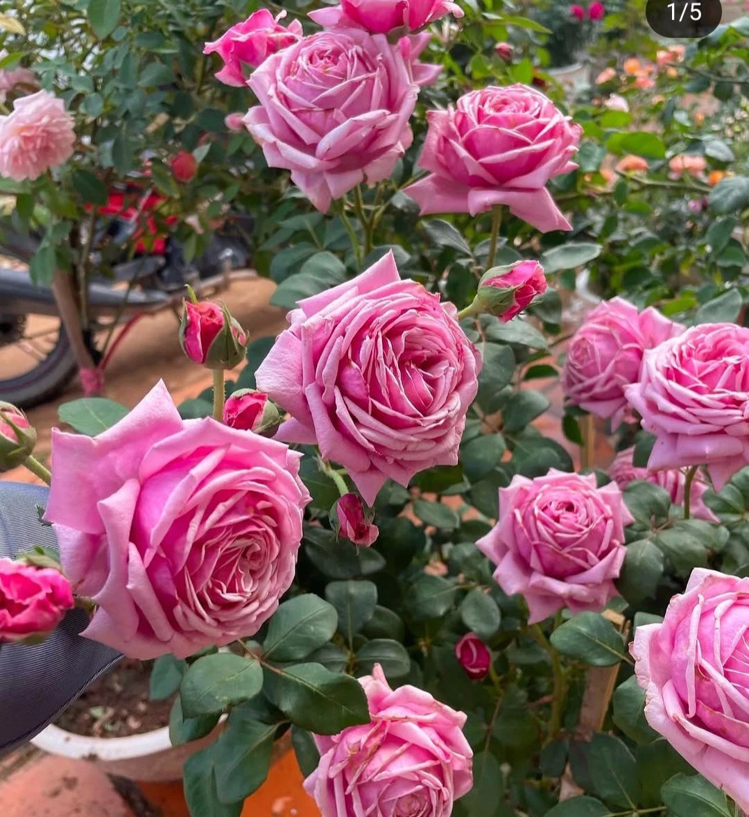 Pink Rose Unrooted Cuttings – 3 Fresh Rosa spp. Flowering Shrub for Propagation and Garden Growth