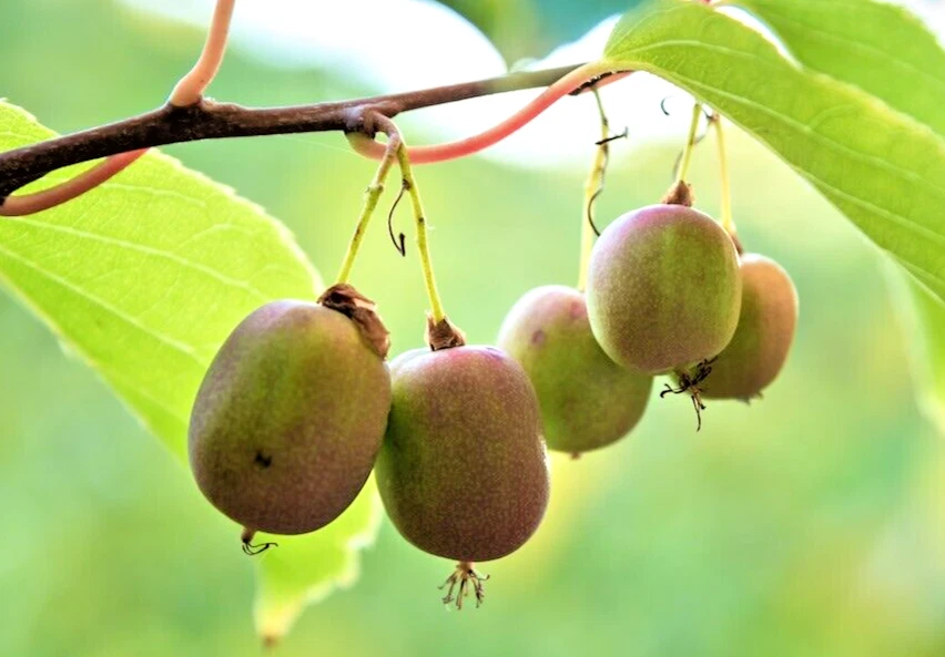 Hardy Arctic Kiwi Cuttings – 6 Unrooted Actinidia arguta ‘Anna’ Female Vine for Fruit Propagation