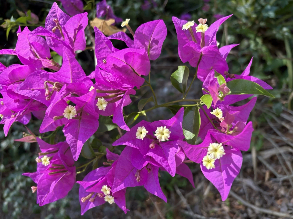 Purple Bougainvillea Cuttings – 6 Unrooted Lavender Flowering Bougainvillea Cuttings, Climbing Ornamental Plant