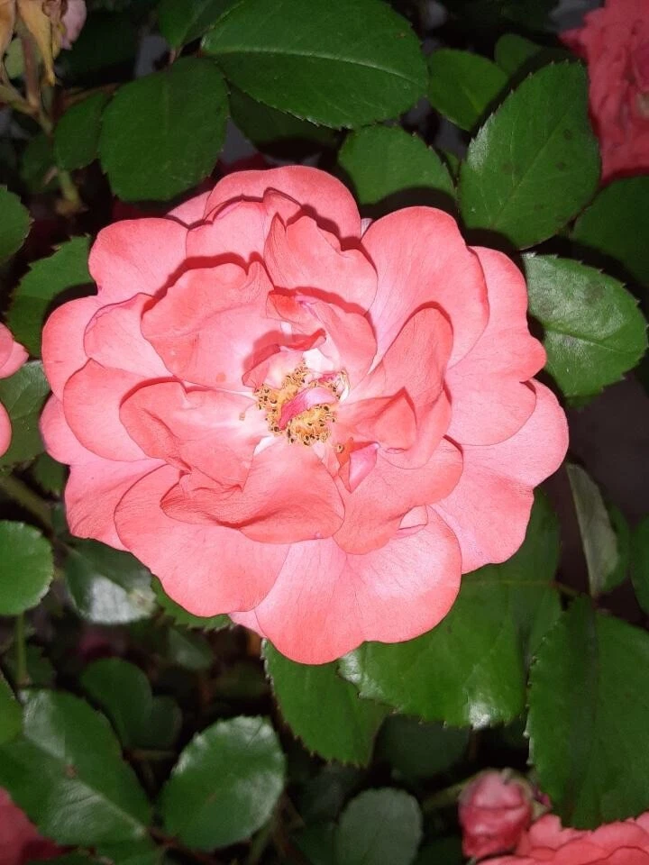 Coral Floribunda Rose Cuttings – 4 Live Unrooted Rose Cuttings for Propagation and Garden Planting