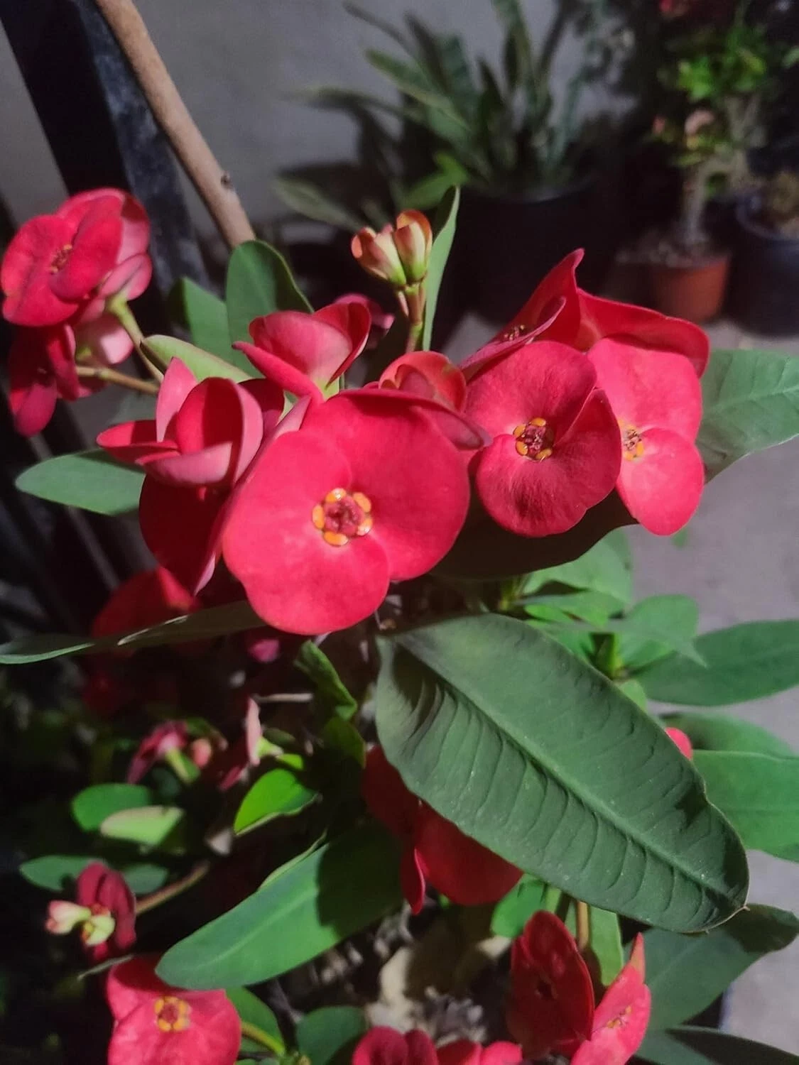 Euphorbia milii Crown of Thorns Cuttings – Live Succulent Plant for Indoor & Outdoor Growing, Woody Shrub, Perennial