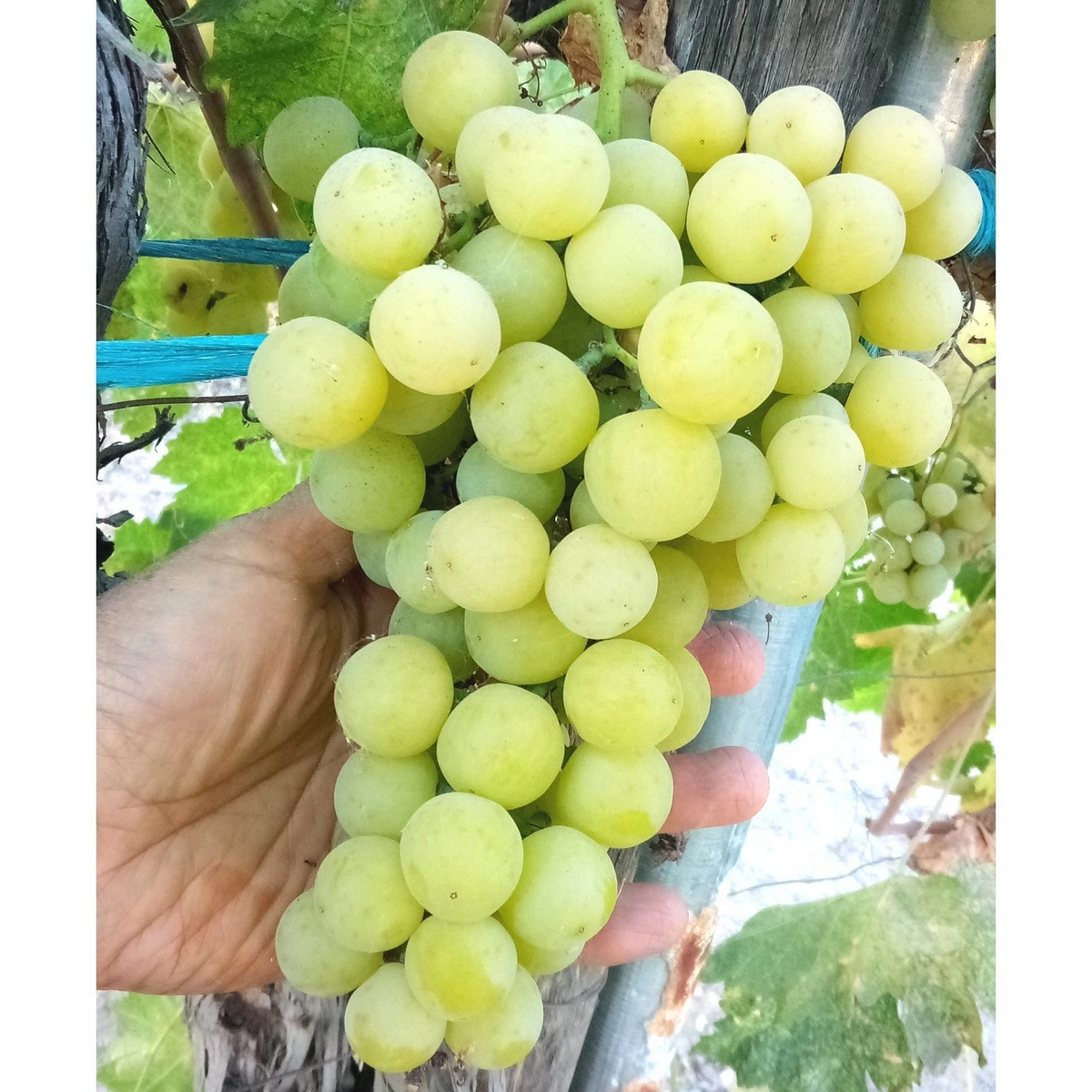 Seedless Green Grape Vine Cuttings | Sugar Sweet Vitis vinifera for Propagation & Home Gardens Set of 4