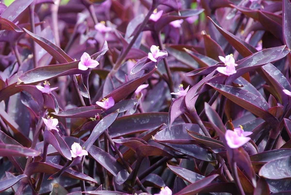 Purple Heart Wandering Jew Cuttings – Unrooted Tradescantia pallida Live Plant Propagation for Indoor Containers