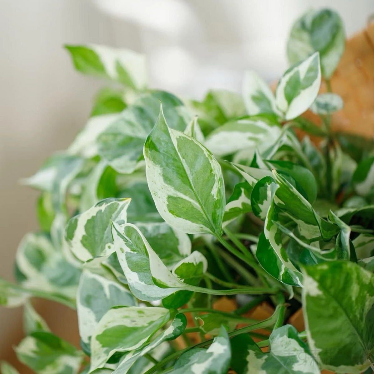Pothos Pearls and Jade Cuttings Set of 3 Unrooted 4-5 Inch Epipremnum aureum Indoor Houseplant Propagation