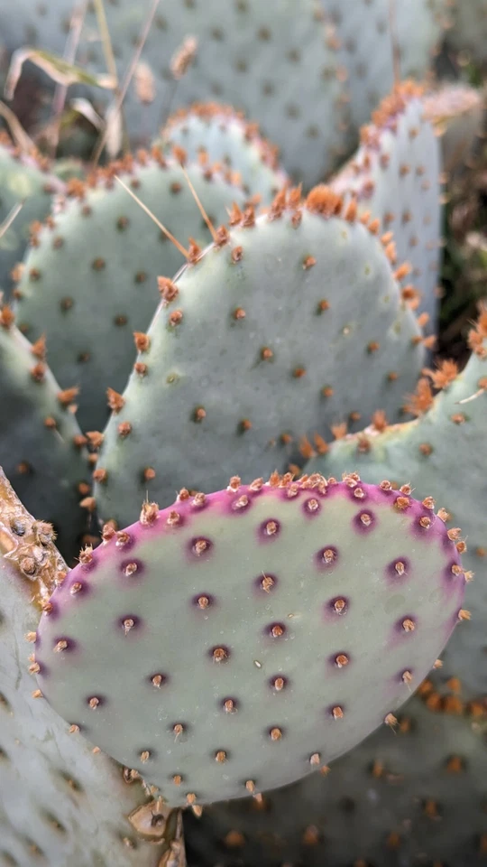 Santa Rita Purple Prickly Pear Cactus – Set of 3 Opuntia Violacea Live Pads, 5 to 6 Inch Ornamental Cactus