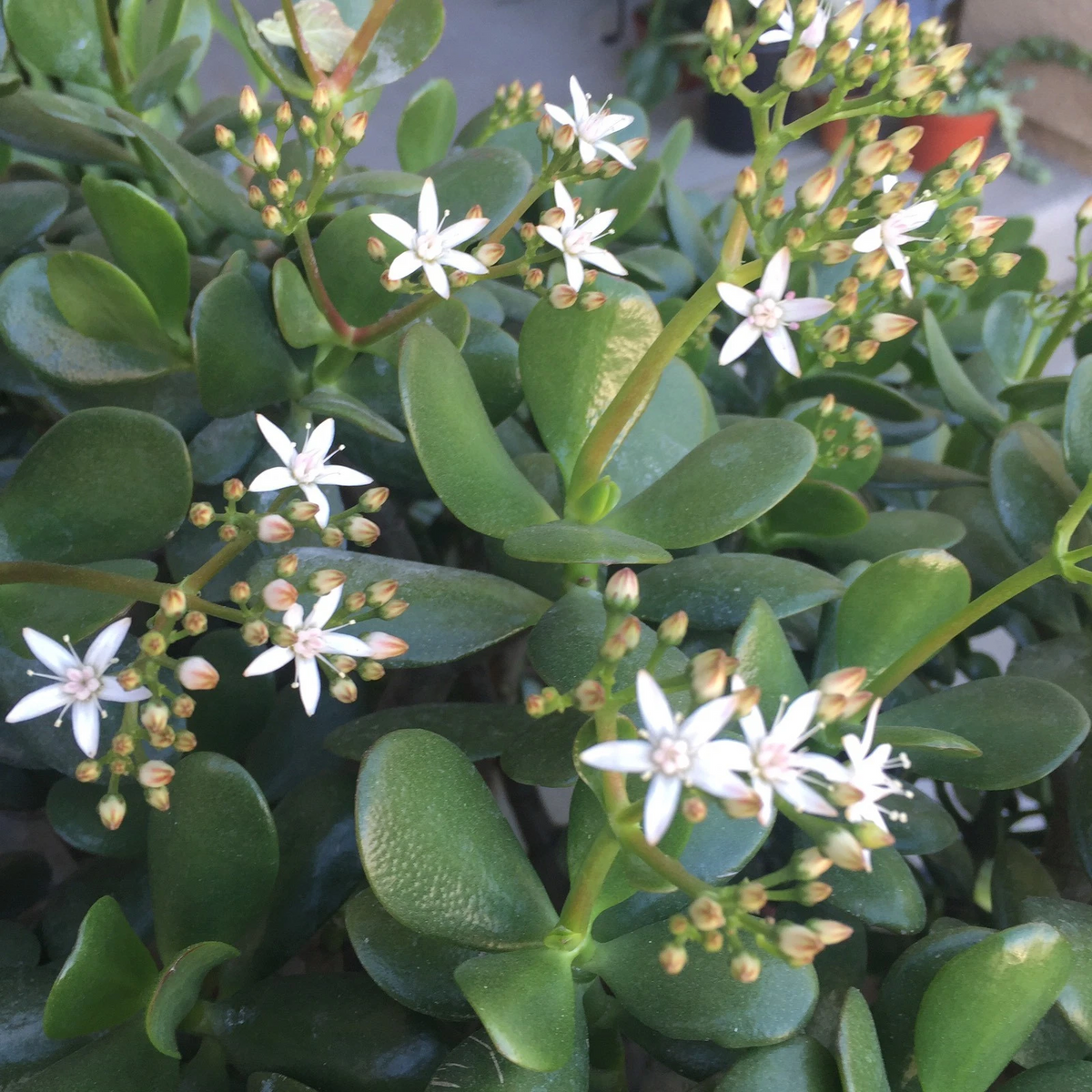 Crassula Ovata Red Jade Succulent Cuttings - 2 Unrooted Propagation Plants, Fleshy Leaves, Red-Toned, Indoor or Garden Use