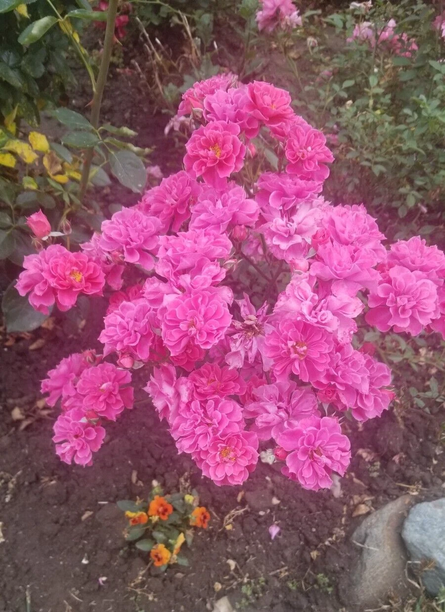 Deep Pink Miniature Rose Cuttings – 3 Unrooted Rosa sp. for Propagation, Compact Flowering Shrubs for Garden or Patio