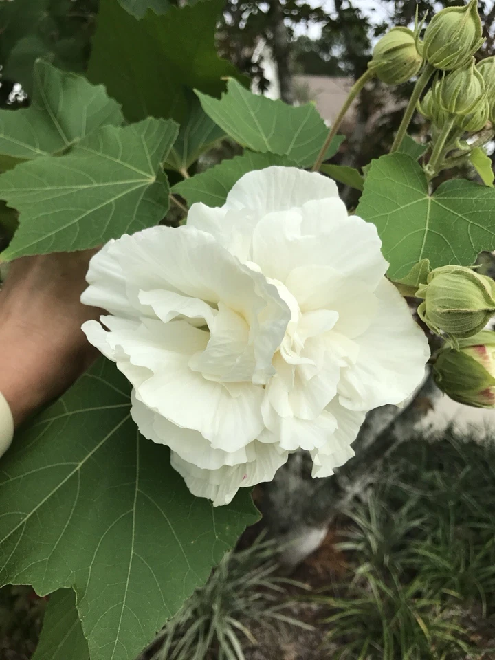 Confederate Rose Cuttings – 2 Live Hibiscus mutabilis Unrooted Propagation Cuttings with Color-Changing Flowers