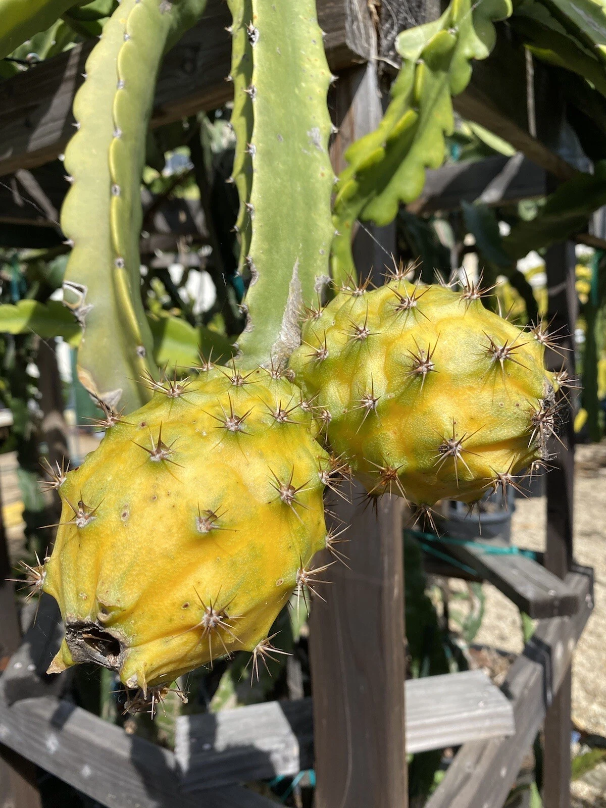 Giant Yellow Dragon Fruit Cuttings, 2 Unrooted Selenicereus megalanthus, 1 Foot Long, Climbing Cactus for Propagation and Home Gardens