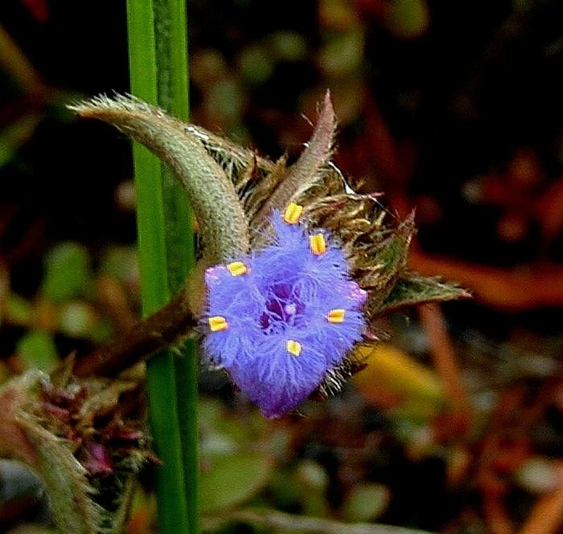 Tradescantia Somaliensis Miniature Desert Spiderwort Indoor Houseplant, Fuzzy Green Foliage, Trailing Succulent