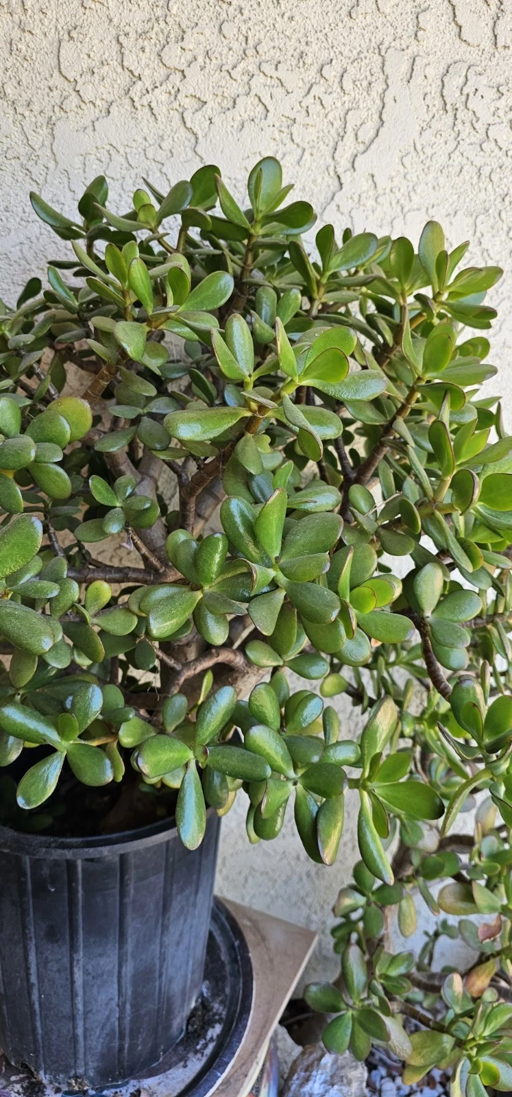 Jade Plant Cuttings – 8 Inch Live Unrooted Crassula Ovata Succulent for Indoor Propagation