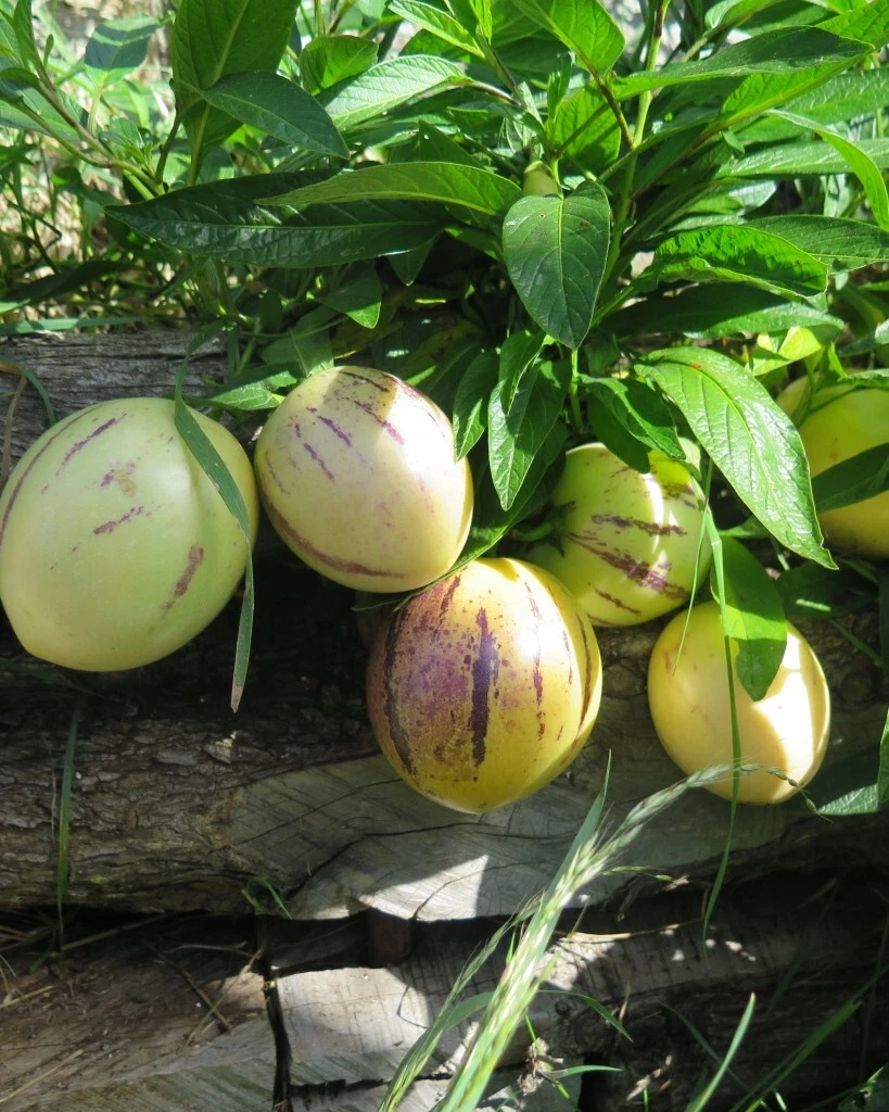 Pepino Melon Seeds – 20 Seeds, Solanum muricatum, Sweet Cucumber Fruit, Edible Planting Seeds for Garden, Container, Greenhouse