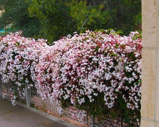 Pink Jasmine Live Starter Plant – Rooted Jasminum polyanthum Flowering Vine for Garden & Container