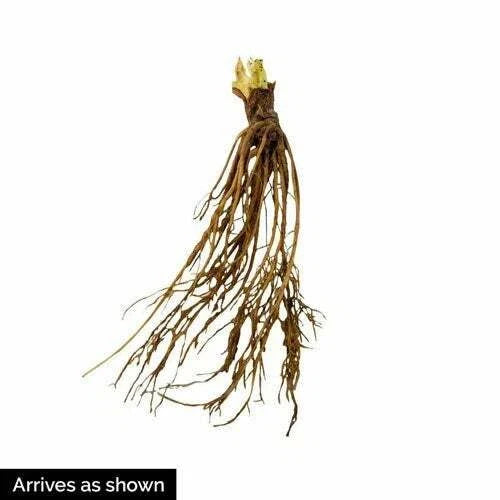 AC Wendy Strawberry Plants (25 Bare Root) – June-Bearing Variety – Early Season, Productive, Sweet Berries – Hardy Garden Fruit