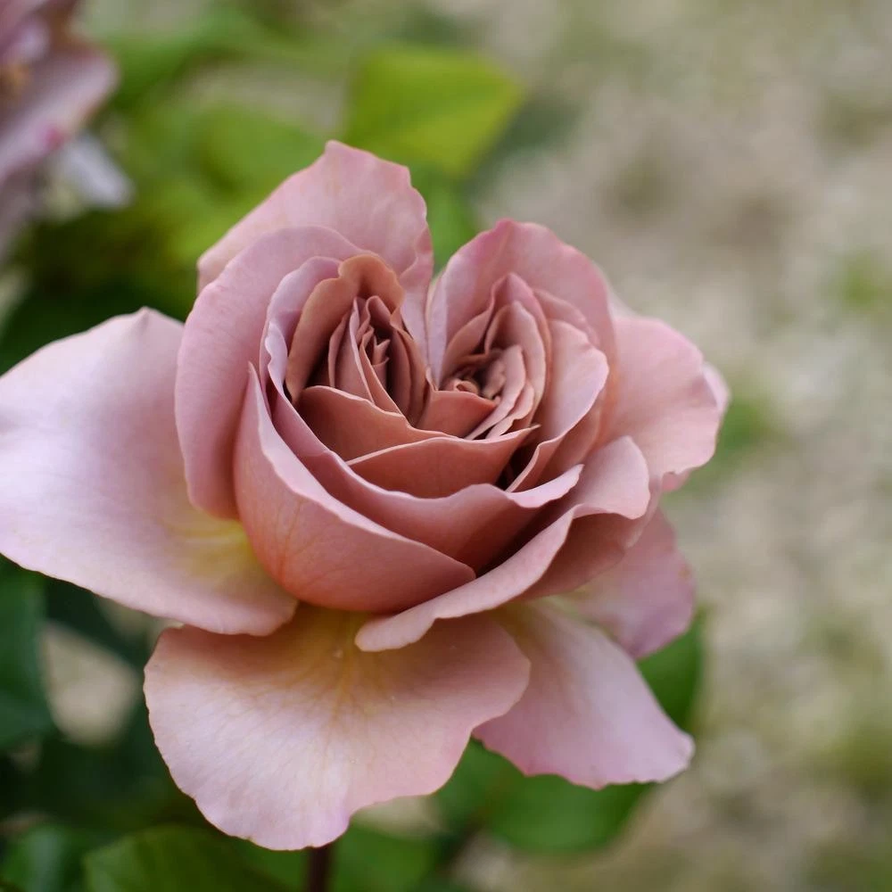 Unrooted Rose Cuttings - Cafe Latte Variety - Rare Garden Rose Propagation Set of 3 Rosa ‘Cafe Latte’