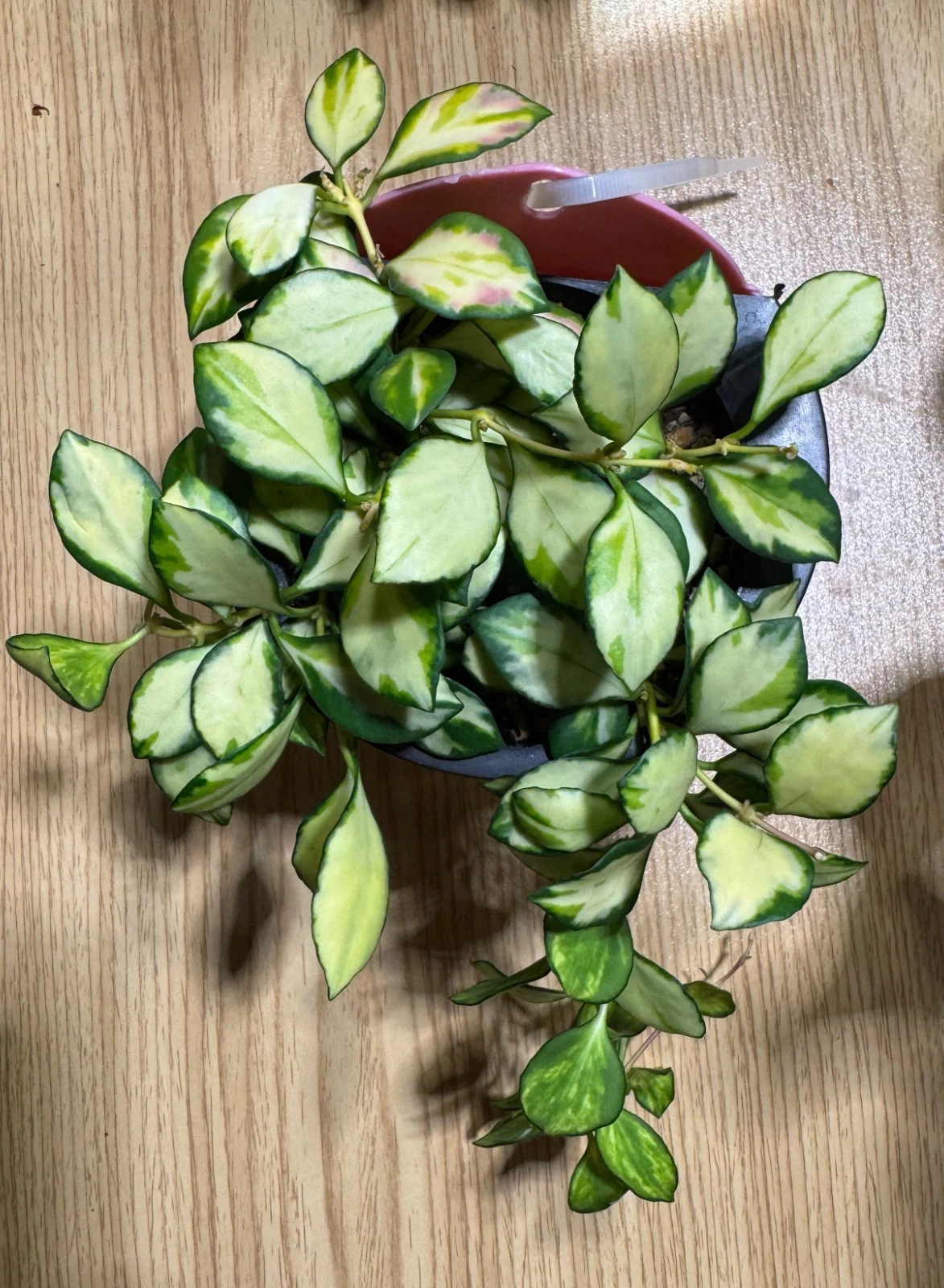 Hoya Heuschkeliana Inner Variegated Cutting – Live Unrooted 2-Node Propagation Plant for Indoor Vining Houseplant