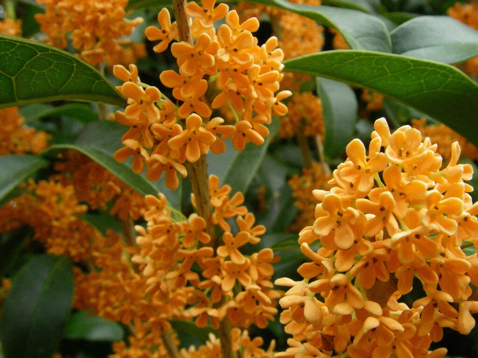 Osmanthus fragrans ‘Apricot Echo’ Live Plant – Rooted Sweet Olive Starter with Apricot-Scented Blooms