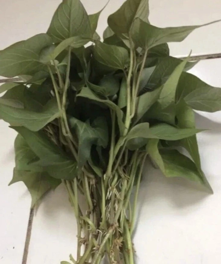 Purple Sweet Potato Slips for Planting – 10 Fresh Cuttings, Ipomoea batatas Vine Starts (Khoai Lang Tím)